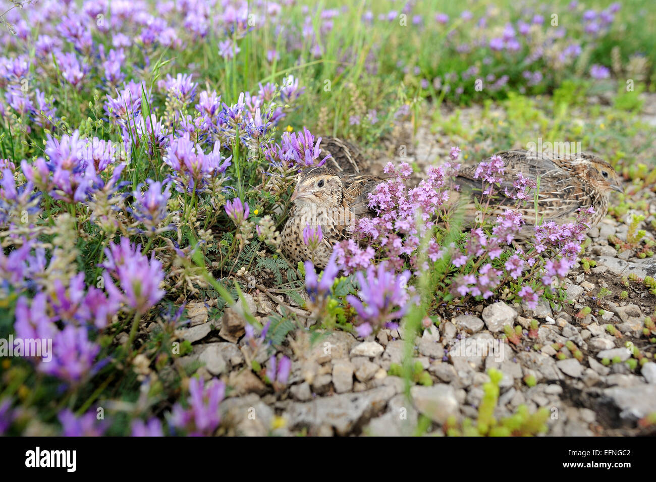 Pour la chasse des oiseaux caille Banque D'Images
