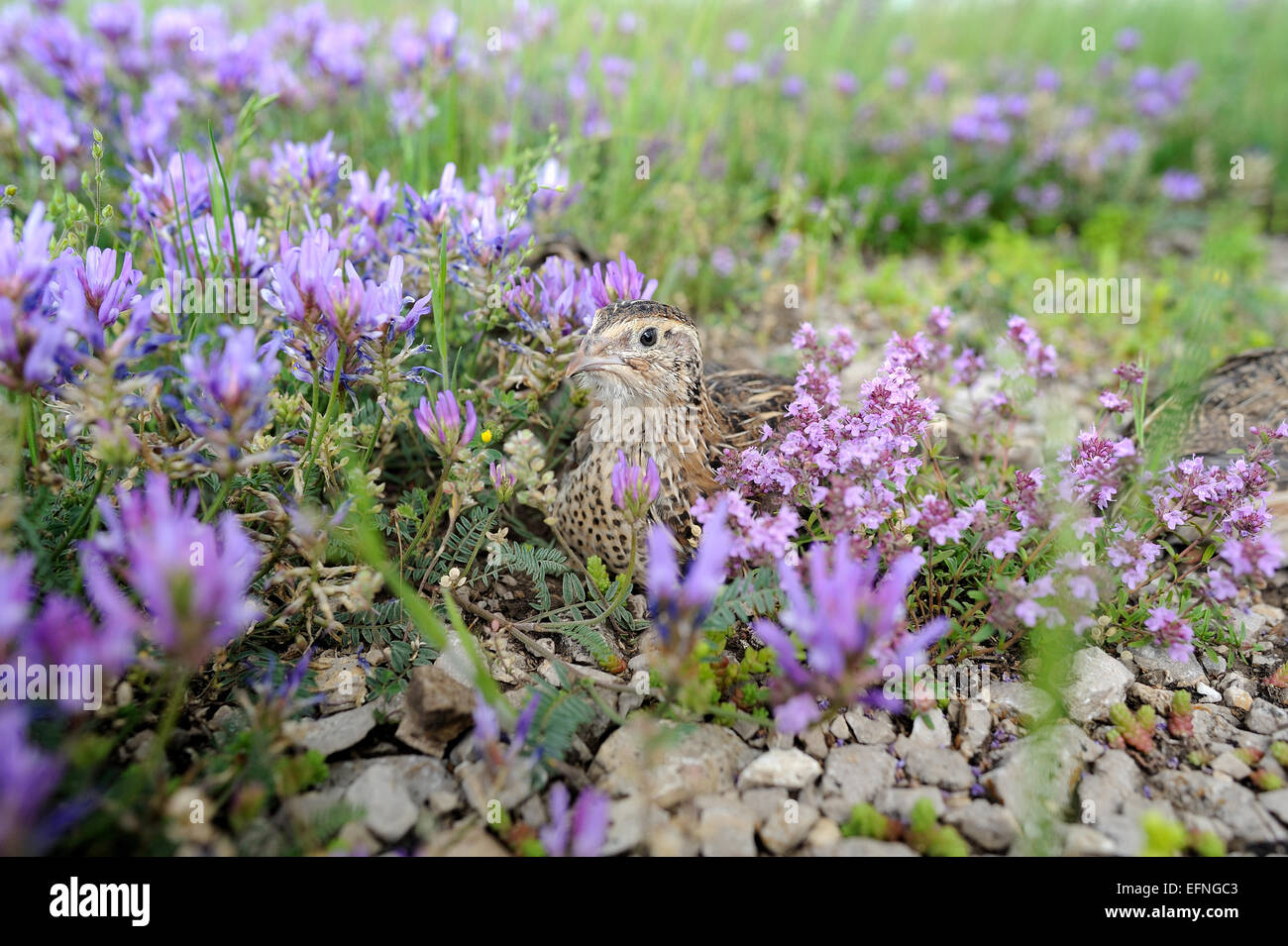 Pour la chasse des oiseaux caille Banque D'Images