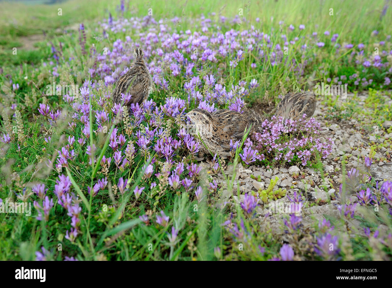 Pour la chasse des oiseaux caille Banque D'Images