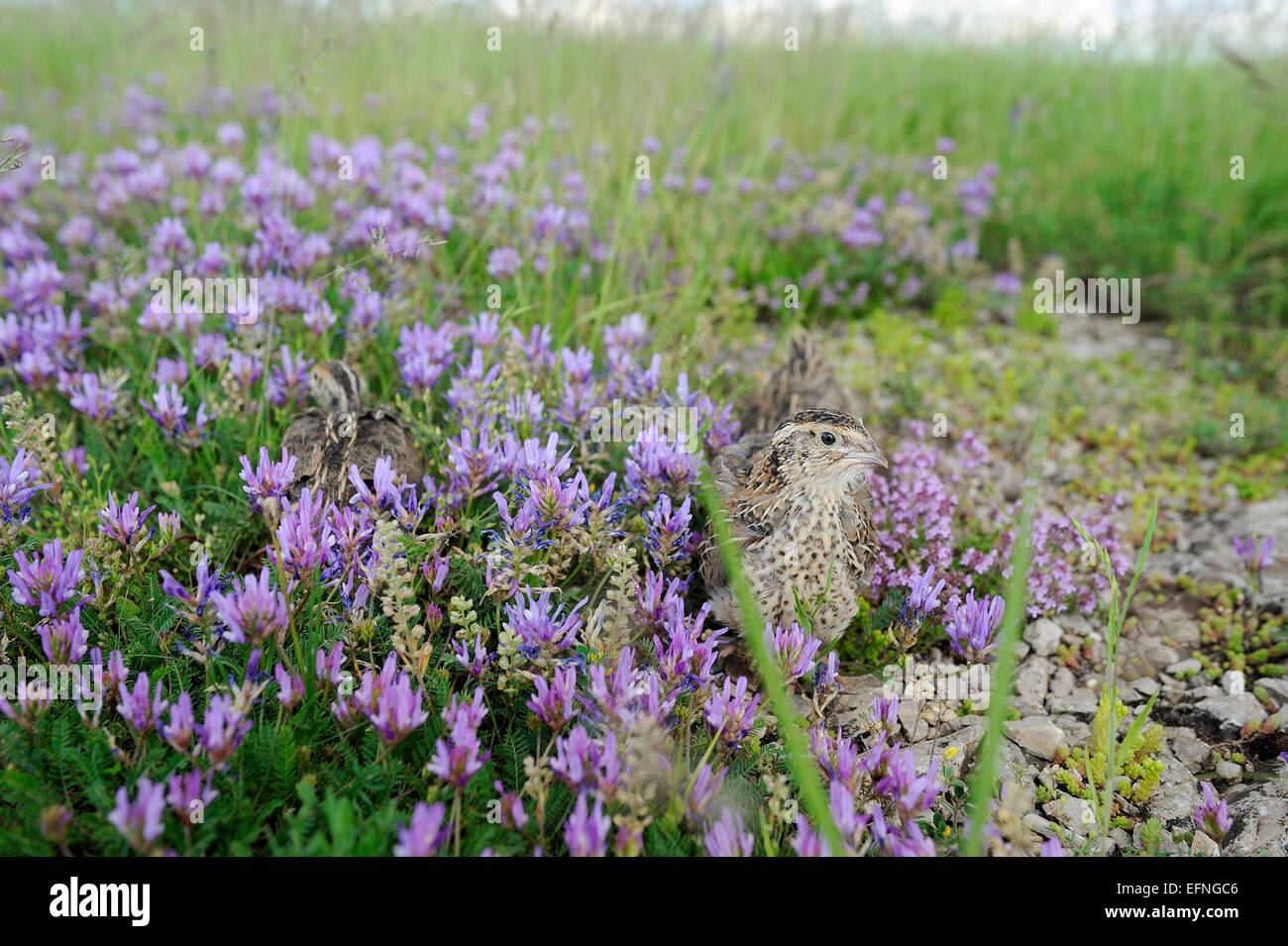 Pour la chasse des oiseaux caille Banque D'Images