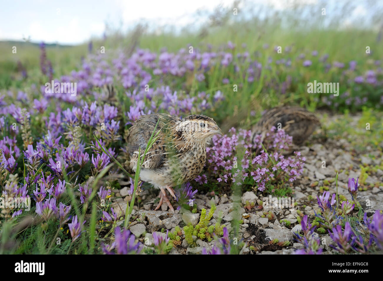 Pour la chasse des oiseaux caille Banque D'Images