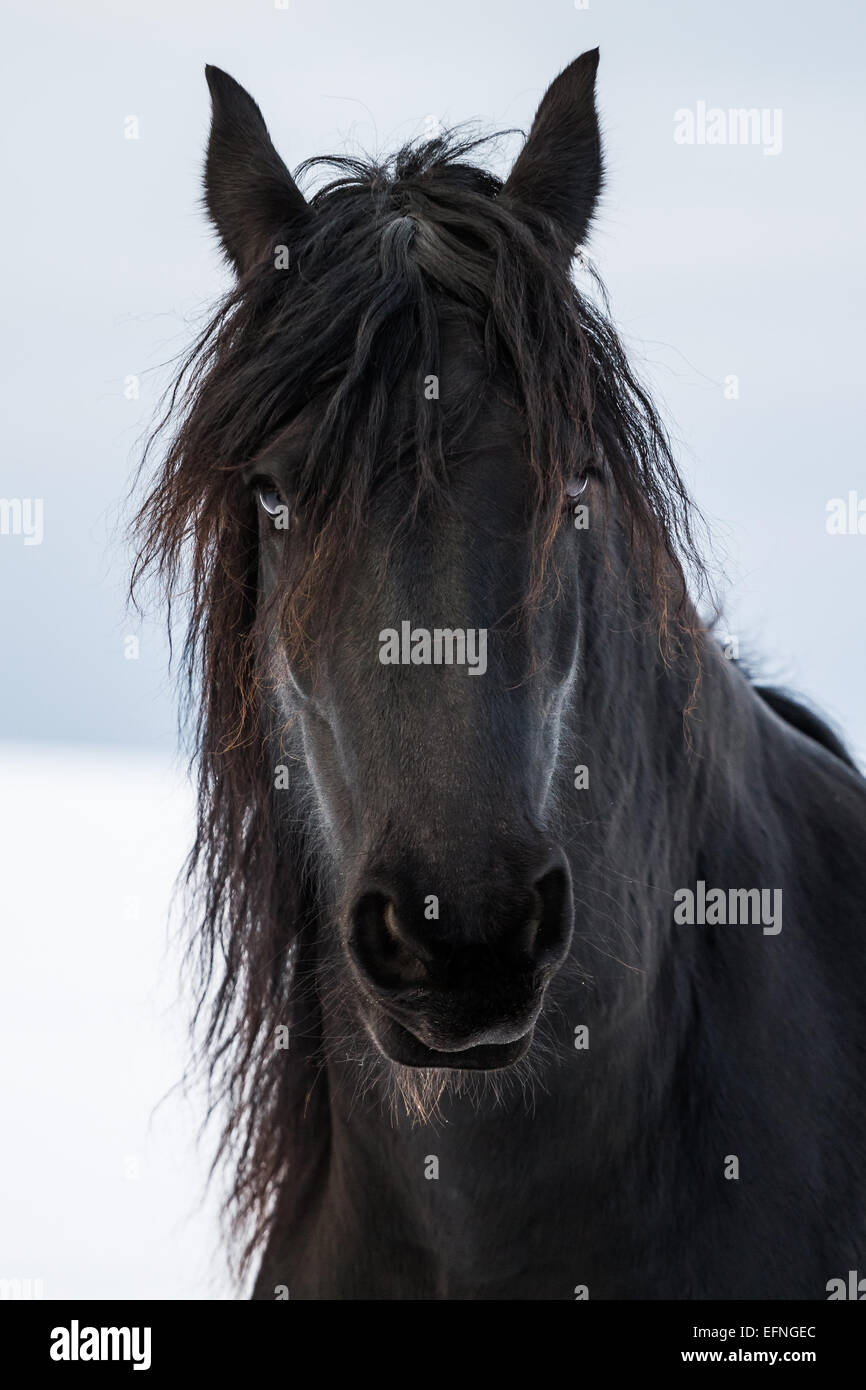 Beauté Portrait cheval frison en hiver Banque D'Images