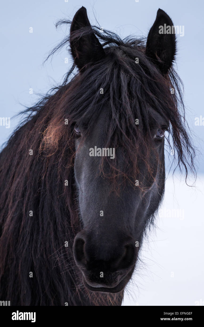 Beauté Portrait cheval frison en hiver Banque D'Images