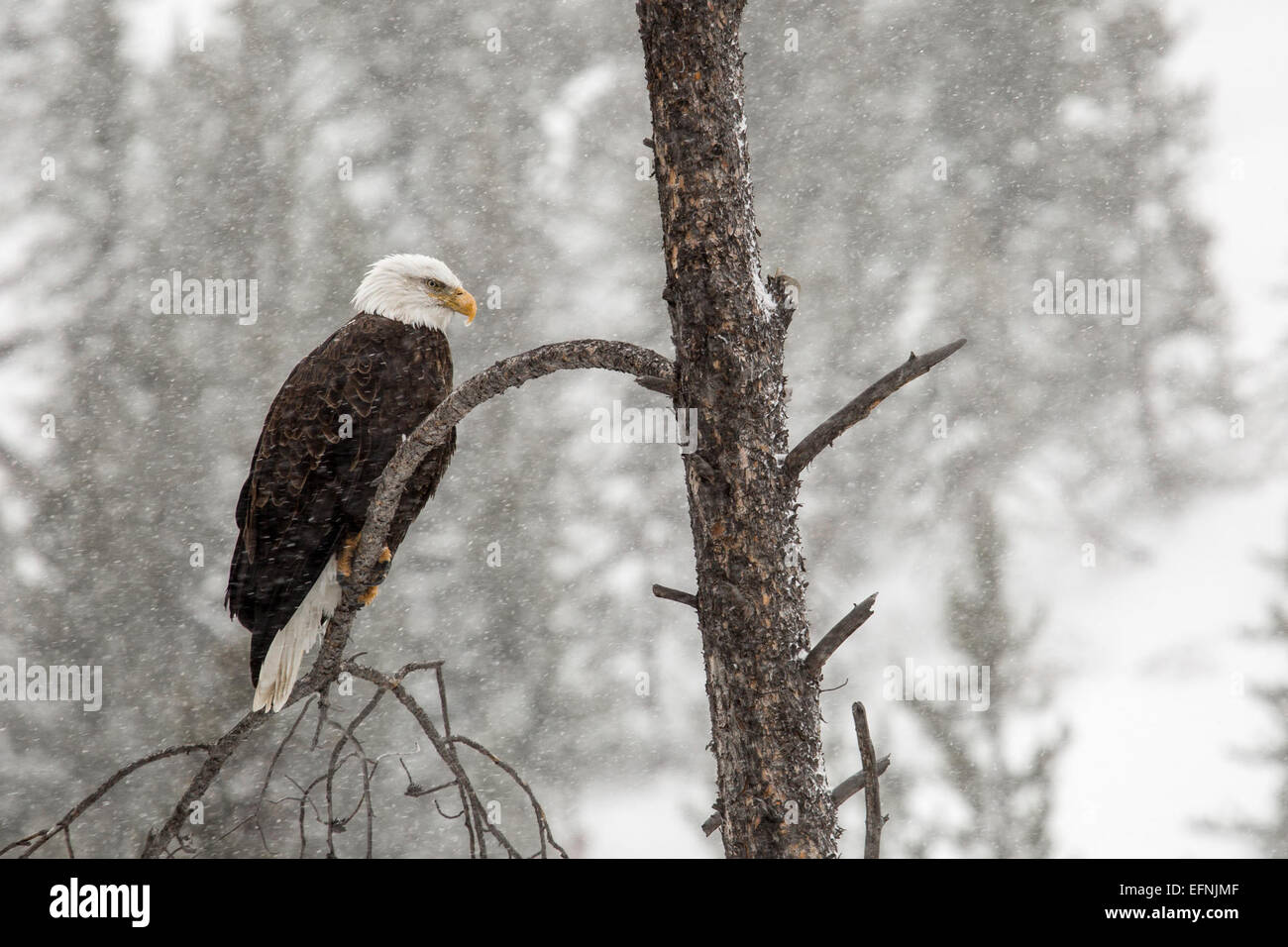 Aigle à tête blanche perché par la rivière Gibbon dans le parc national de Yellowstone, Wyoming, capturé par Neal Herbert le 25 novembre 2014. Banque D'Images