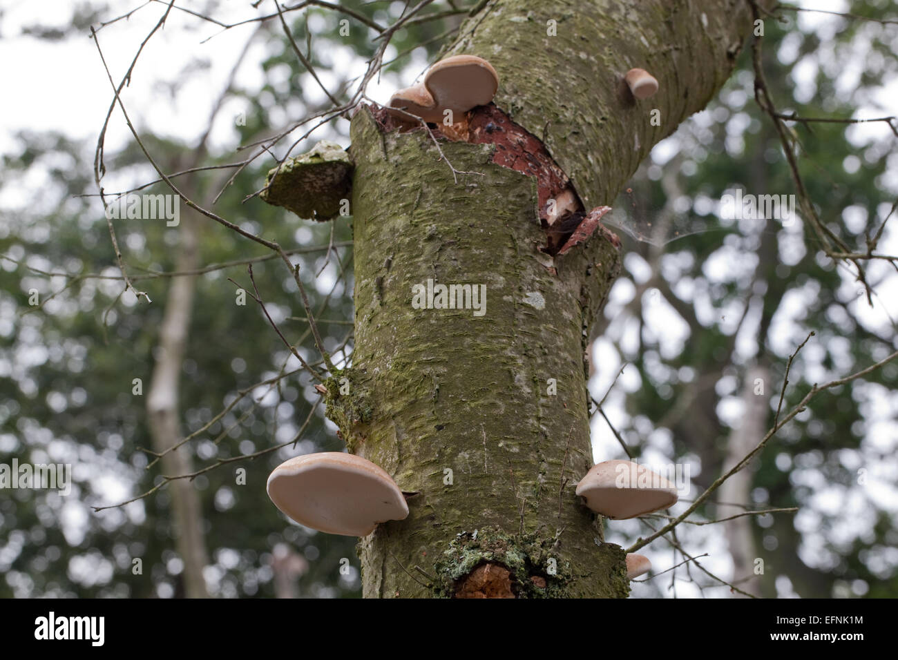 Bouleau pubescent (Betula pubescens). Mourir et les arbres morts avec le support ou la durée de champignon (Piptoporus betulinus), des organes de fructification de réseau. Banque D'Images