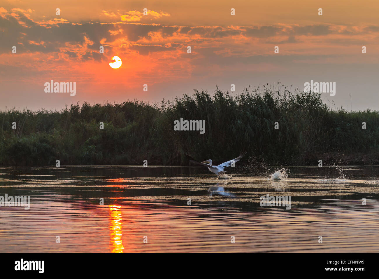 Lever du soleil dans le Delta du Danube Banque D'Images