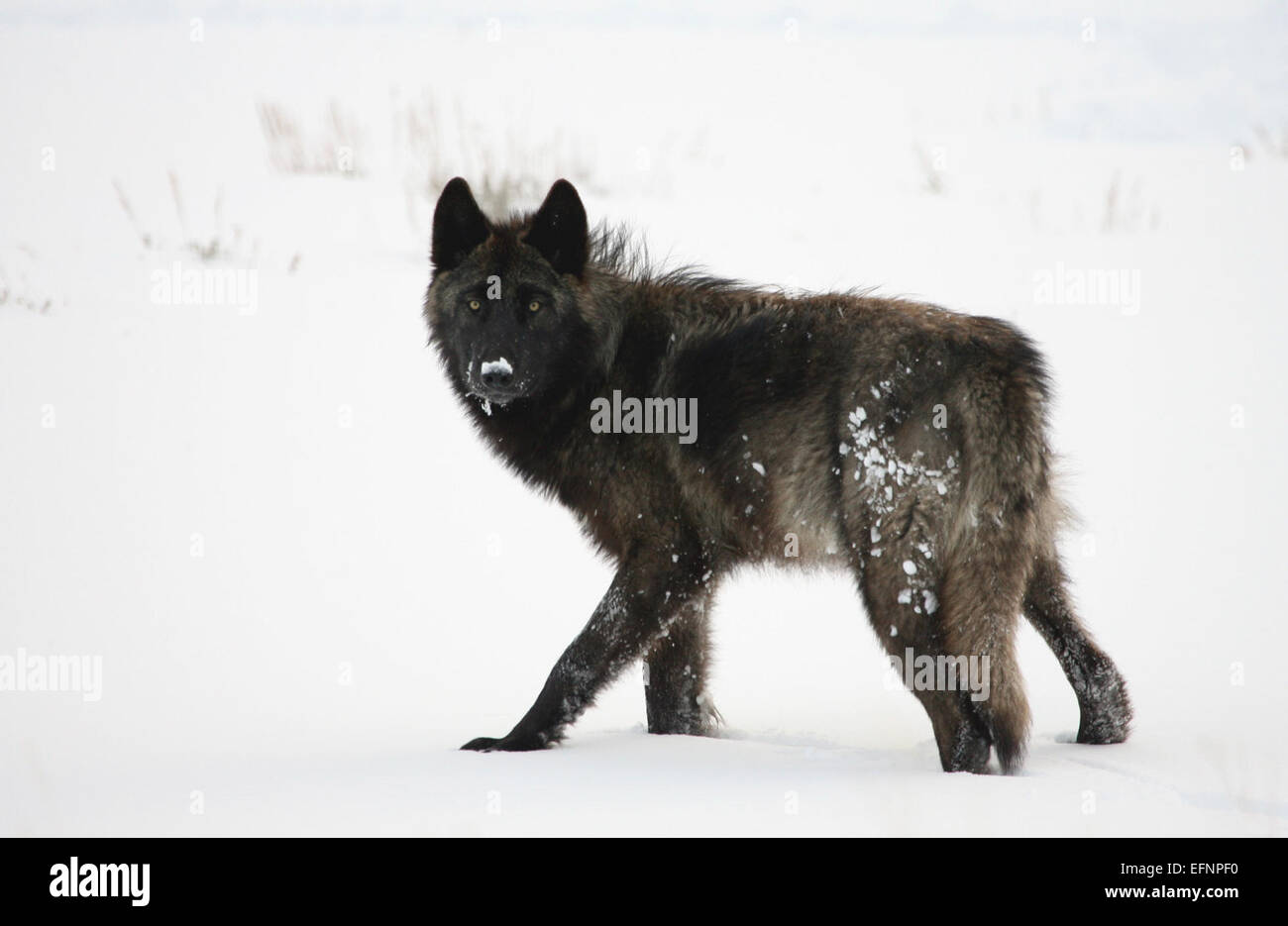Un loup est vu dans la vallée de Lamar, dans le parc national de Yellowstone. Ce prédateur au sommet parcourt la vallée dans le cadre de l’écosystème du parc, jouant un rôle crucial dans le maintien de l’équilibre entre les espèces. Banque D'Images