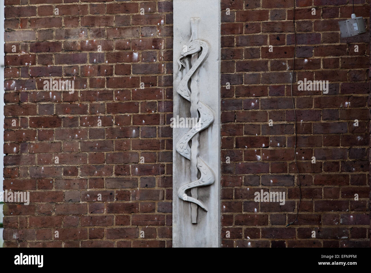 ​Bas-relief sculpture d'un liées Aesculapian Snake (Zamensis longissimus), anciennement Elaphe longissimus. Logo. Ici sur un mur extérieur de l'hôpital de Saint-barthélemy, Charterhouse Square, Barbican, Londres. Banque D'Images