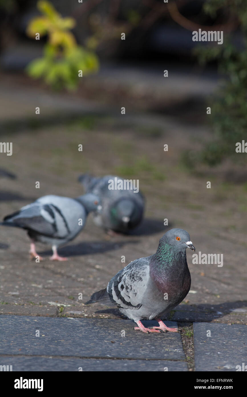 La population de pigeons domestiques (Columba livia domestica). Oiseaux vivant en liberté, descendants des wild Rock Dove. Londres. L'Angleterre. Banque D'Images