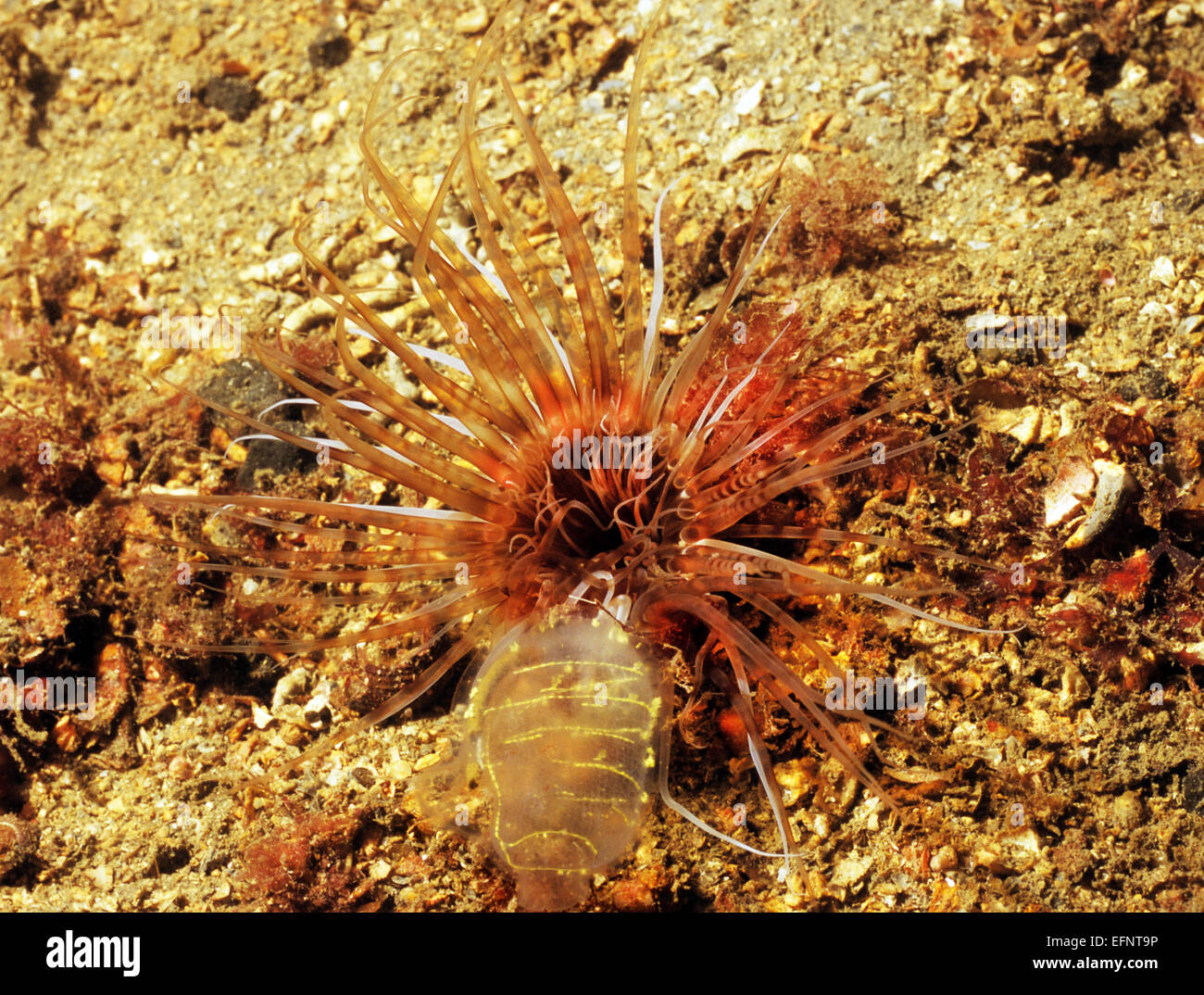 Anémone Cerianthus Lloydii fouisseurs (Image) photographié sous l'Ardmore off Point, île de Skye, en Ecosse. Banque D'Images