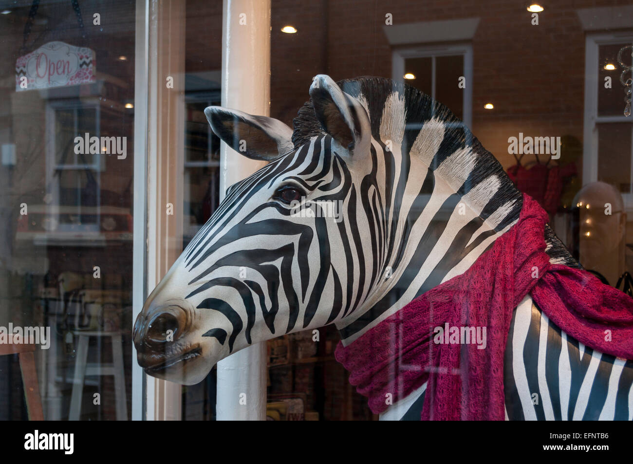 Zebra portant écharpe rose en vitrine afficher Banque D'Images Zebra portant écharpe rose en vitrine afficher Banque D'Images