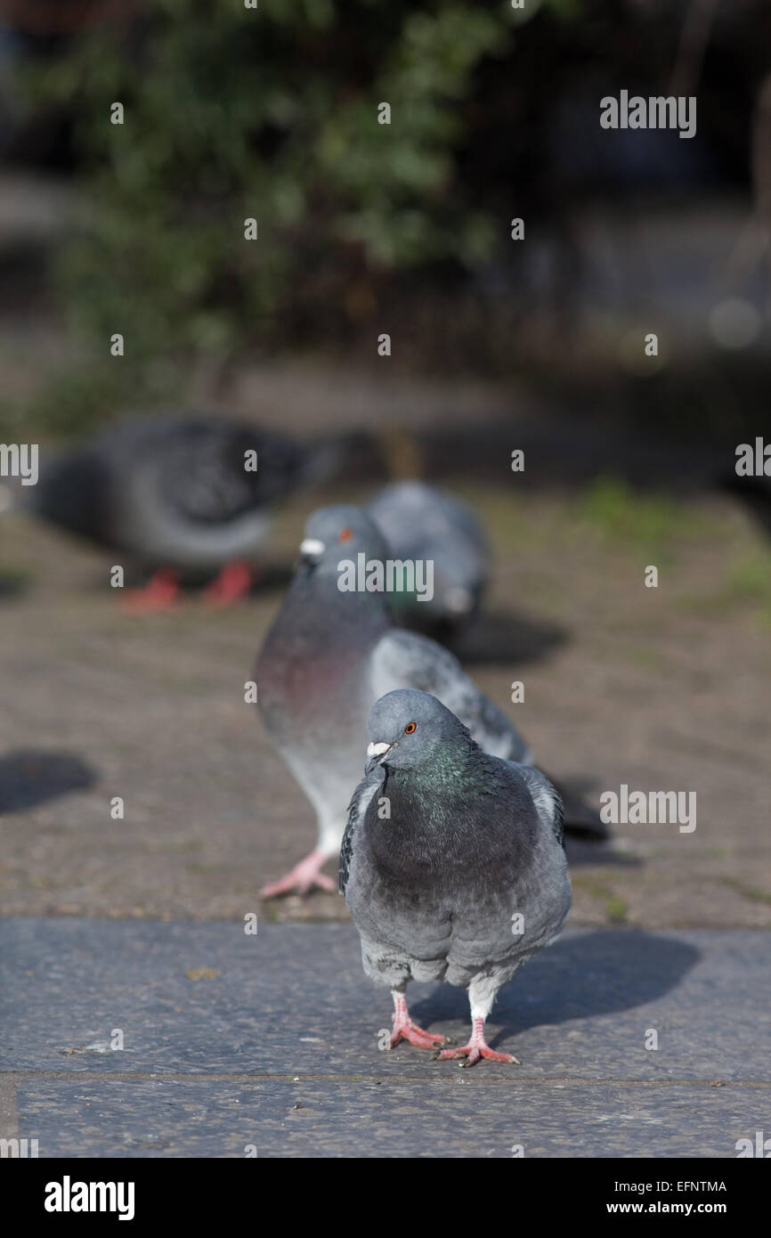 La population de pigeons domestiques (Columba livia). Vivre libre les oiseaux domestiques, descendants des wild Rock Dove. Londres. L'Angleterre. Banque D'Images