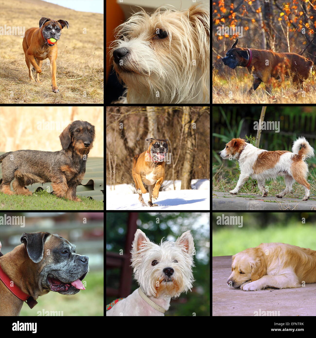 Collage d'images avec plaisir les chiens dans des situations différentes Banque D'Images