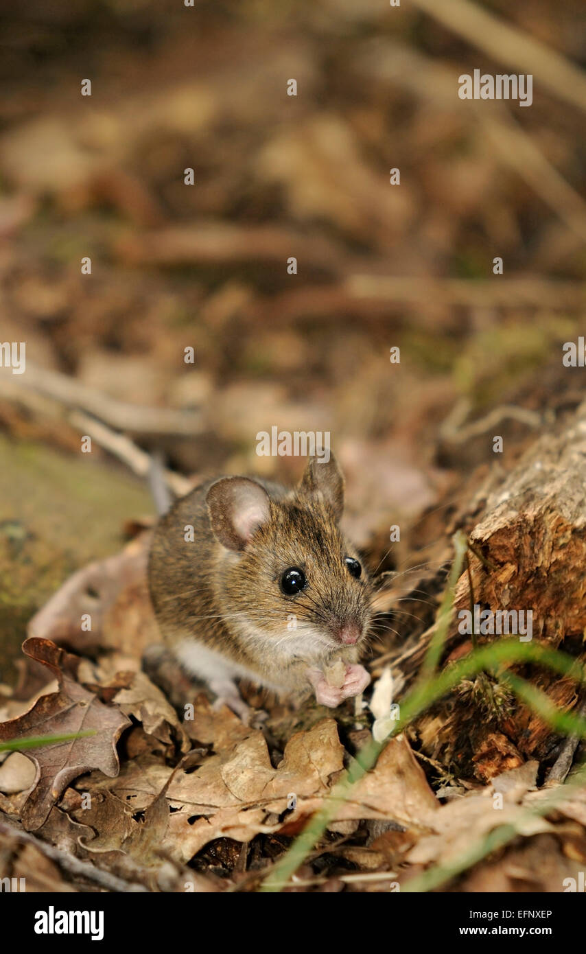 Portrait de la souris verticale de bois, Apodemus sylvaticus, se nourrissant de la masse dans une forêt. Banque D'Images