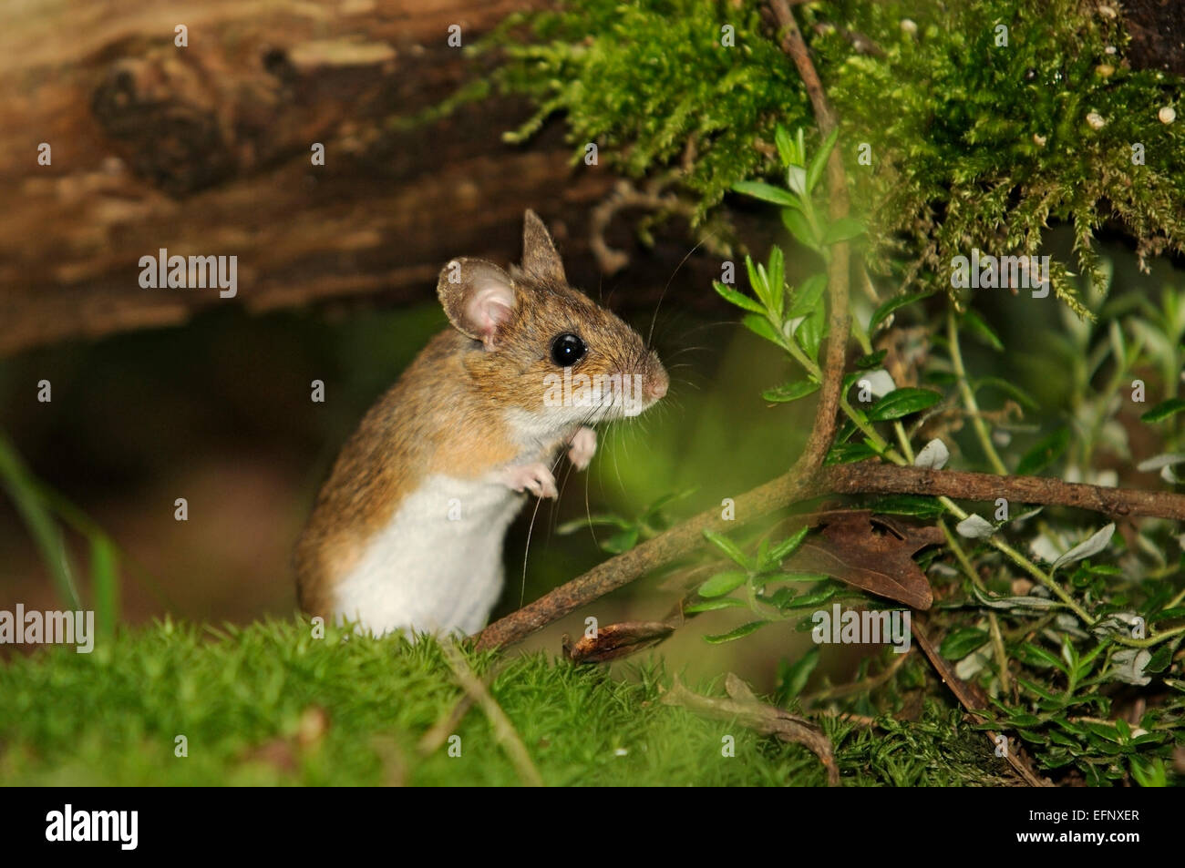 Portrait de la souris en bois horizontales, Apodemus sylvaticus, se nourrissant de la masse dans une forêt. Banque D'Images