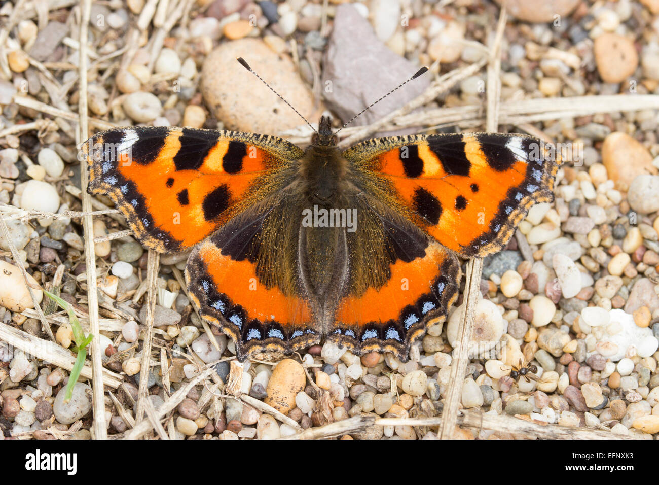 Petit papillon ecaille adultes reposant sur un chemin de galets au lieu non identifié Ley, Devon. Banque D'Images