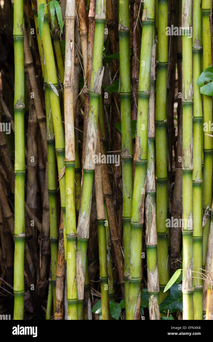 Cannes debout d'une touffe de bambous Phyllostachys espèce Banque D'Images