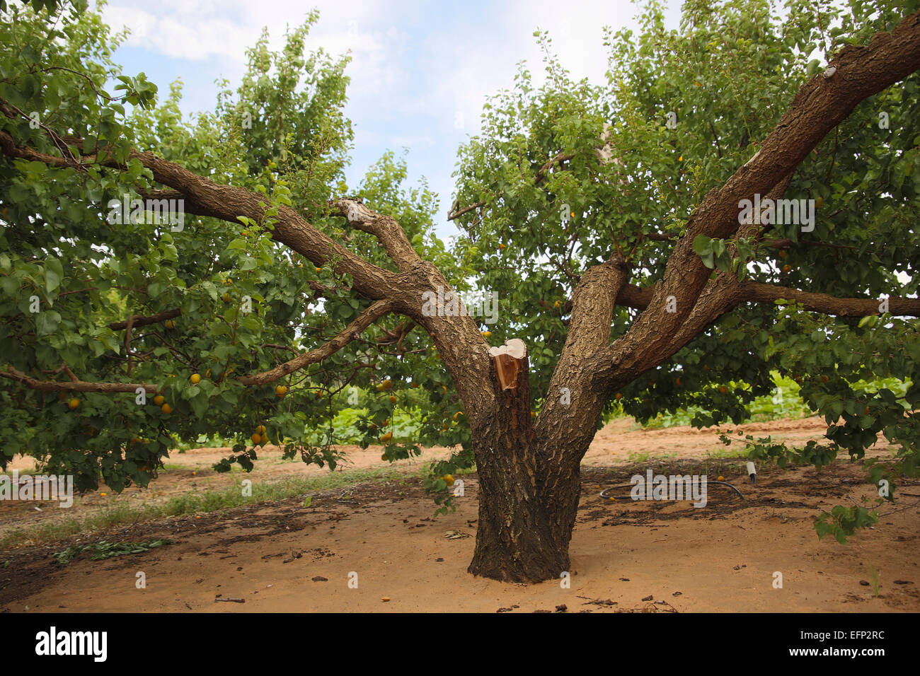 Abricotier avec une ferme fruitière de membre coupé en Australie du Sud Renmark, arbre de fin de saison sain avec le ciel bleu de fruit image singulière de paysage Banque D'Images