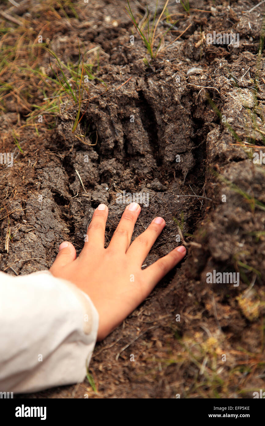 La main de l'ours et la rivière Opala, trace, péninsule du Kamchatka, Russie Banque D'Images