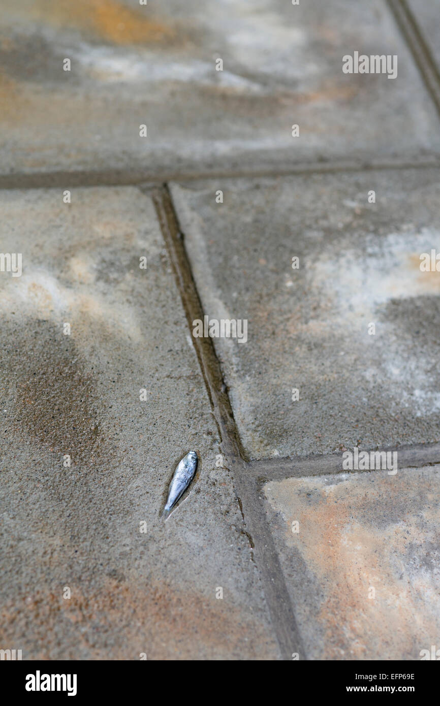 Un tout petit peu de poisson sur un sol carrelé façon pierre aux Seychelles, apparemment abandonné par un oiseau Banque D'Images