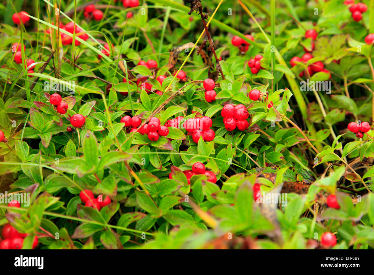 Dwarf Cornel, le cornouiller du Canada (Cornus suecica), rivière Opala, péninsule du Kamchatka, Russie Banque D'Images