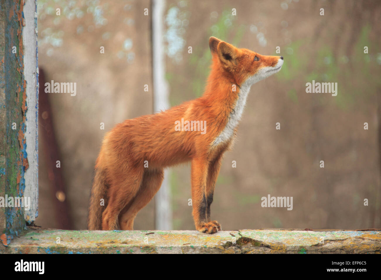 Le renard roux (Vulpes vulpes) dans la maison abandonnée, la mer d'Okhotsk, la côte de la péninsule du Kamtchatka, la Russie Banque D'Images