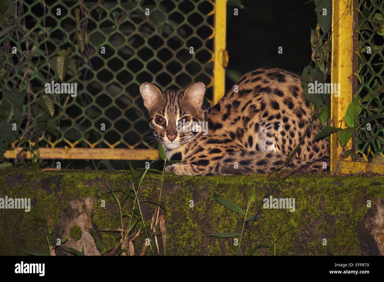 Les félidés, chat-léopard, Prionailurus bengalensis, WLS Trishna, Tripura, Inde Banque D'Images