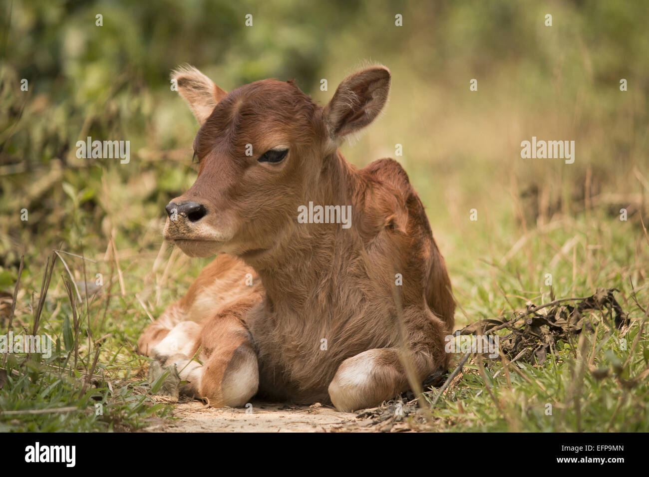 Vache, WLS Trishna, Tripura Banque D'Images
