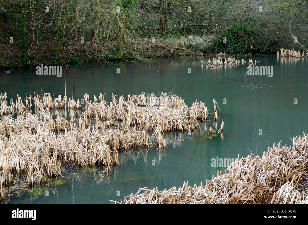 Roselière sur la piscine d'hiver, Michaelston Le Pit, Vale of Glamorgan, Pays de Galles, Royaume-Uni. Banque D'Images
