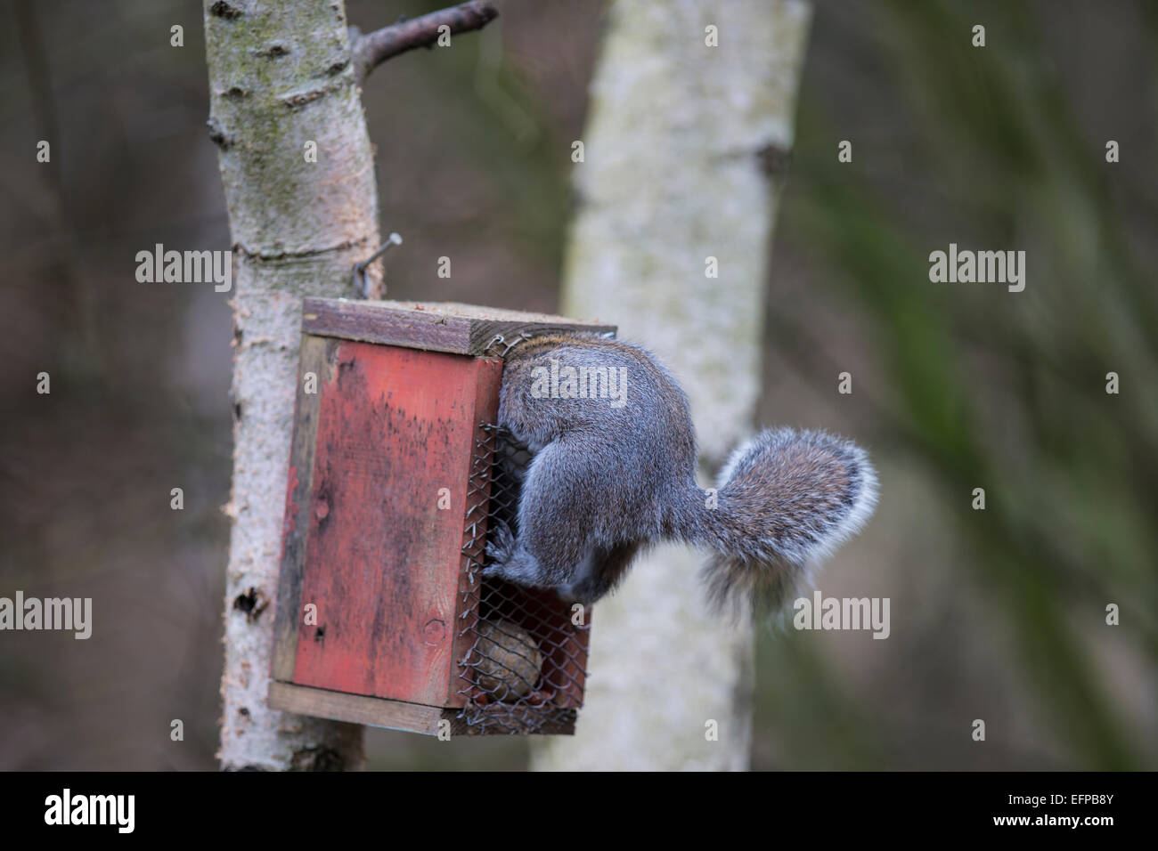 L'écureuil gris de l'écureuil gris Sciurus carolinensis piller une mangeoire et coincé dans l'ouverture Banque D'Images