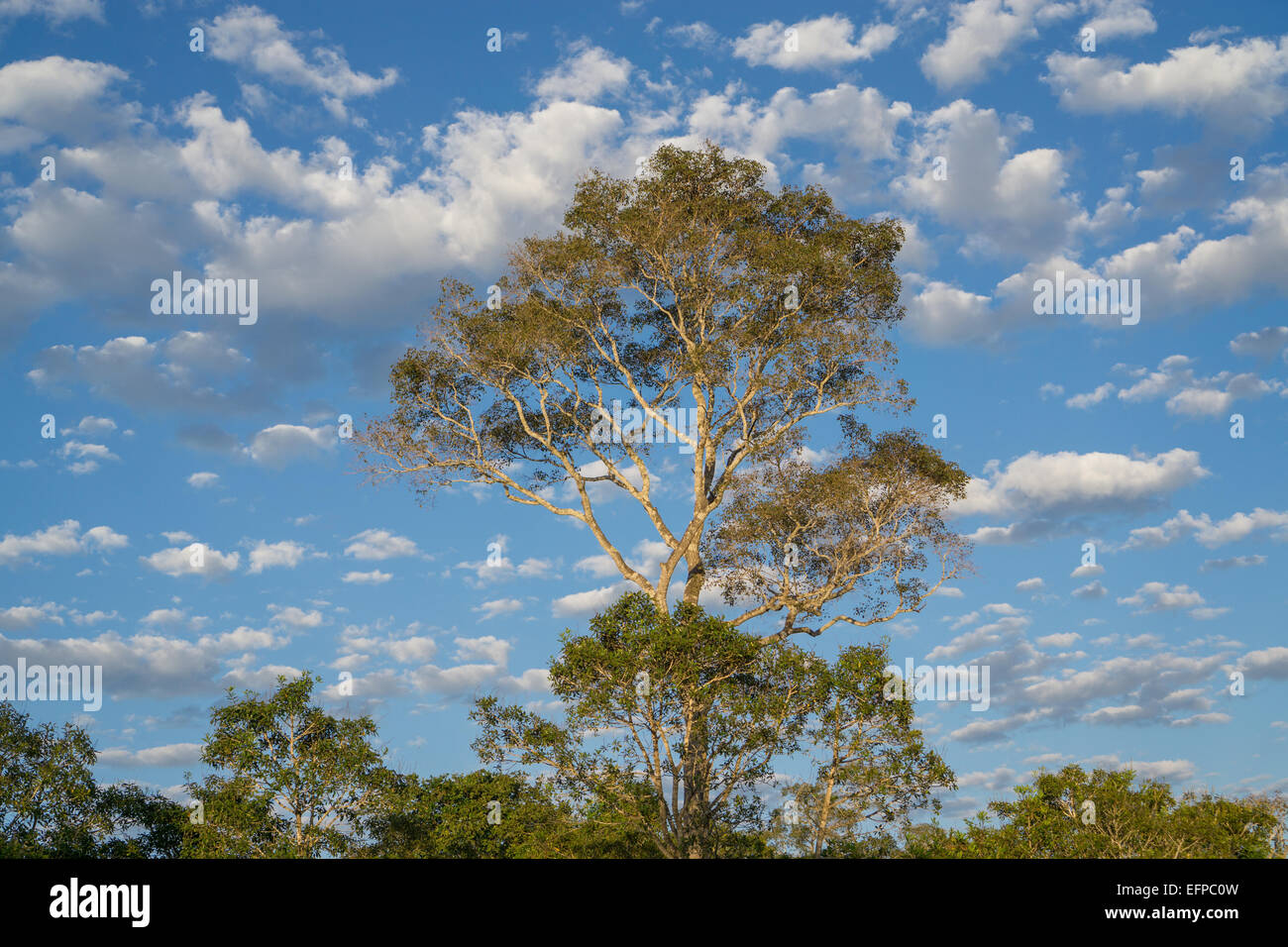 Ipe tree skyline dans Pantanal Brésilien forest Banque D'Images