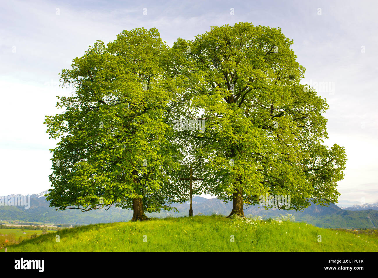 Deux grands vieux arbres sur la colline en Bavière Banque D'Images