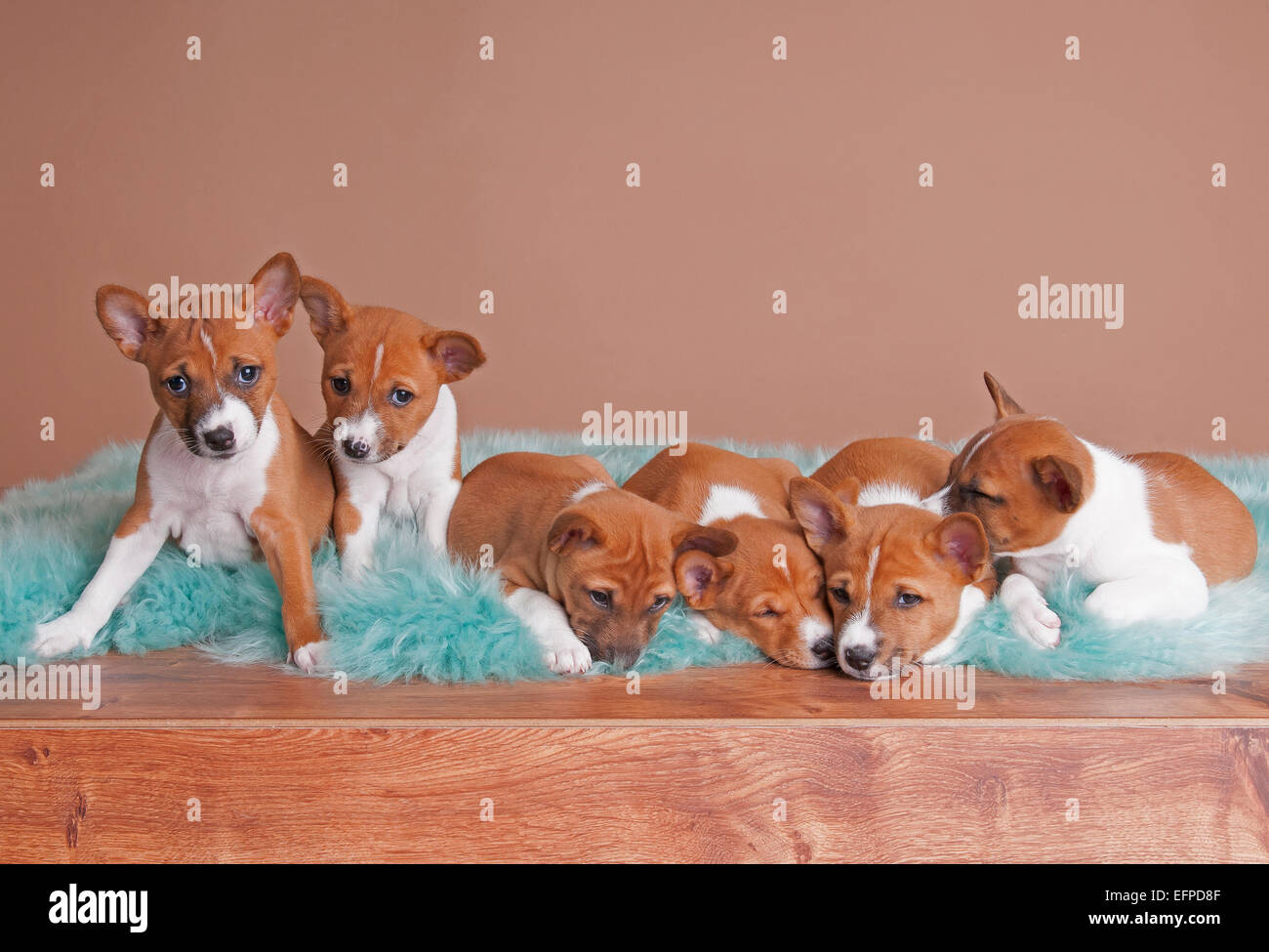 Six chiots Basenji 6 semaines couverture moelleux Allemagne Banque D'Images