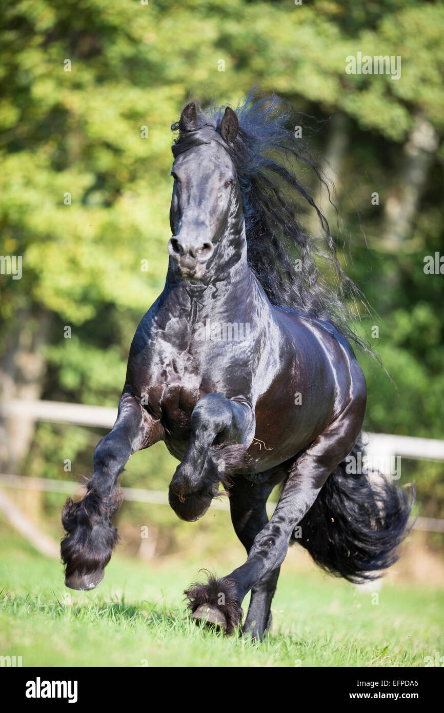 Cheval frison étalon noir pâturage galopante Allemagne Banque D'Images