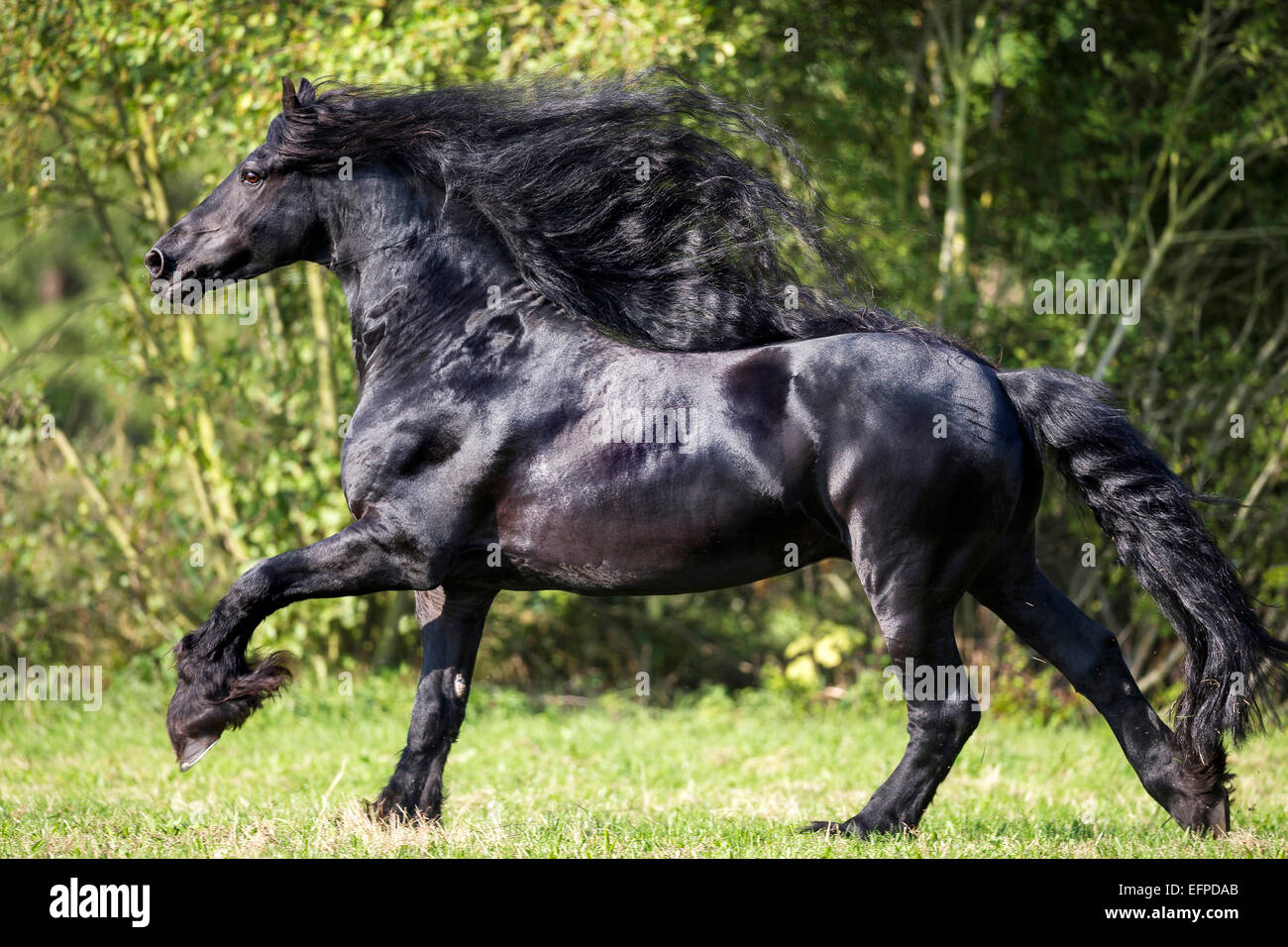 Cheval frison étalon noir pâturage galopante Allemagne Banque D'Images