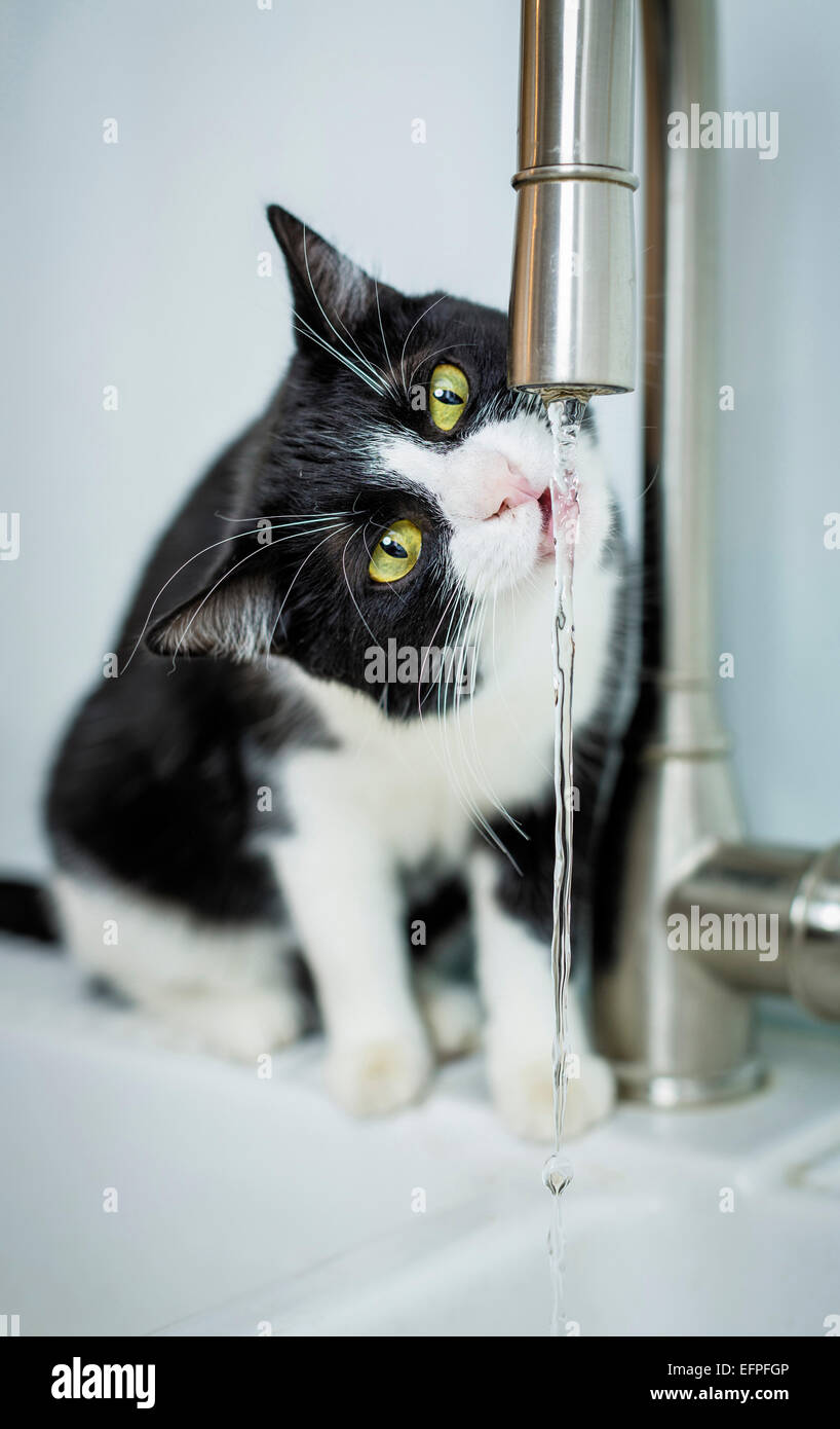 Chat domestique noir blanc à partir d'un robinet d'eau potable adultes Allemagne Banque D'Images
