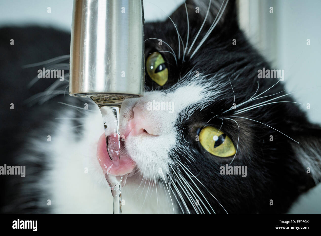 Chat domestique noir blanc à partir d'un robinet d'eau potable adultes Allemagne Banque D'Images