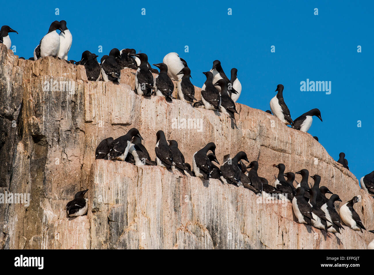 La mouette tridactyle (Rissa tridactyla) colonie sur les falaises d'Alkerfjellet, Banque D'Images La mouette tridactyle (Rissa tridactyla) colonie sur les falaises d'Alkerfjellet, Banque D'Images