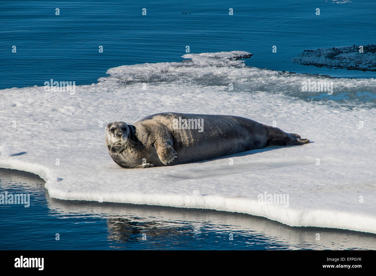 Le phoque annelé (Pusa hispida) allongé sur un floe, Arctic shelf, Banque D'Images
