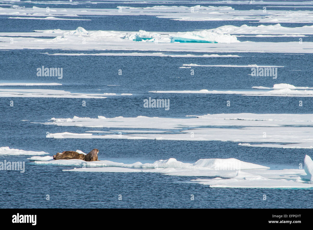 Trois morses (Odobenus rosmarus) sur une plateforme de glace, Arctic shelf, Banque D'Images