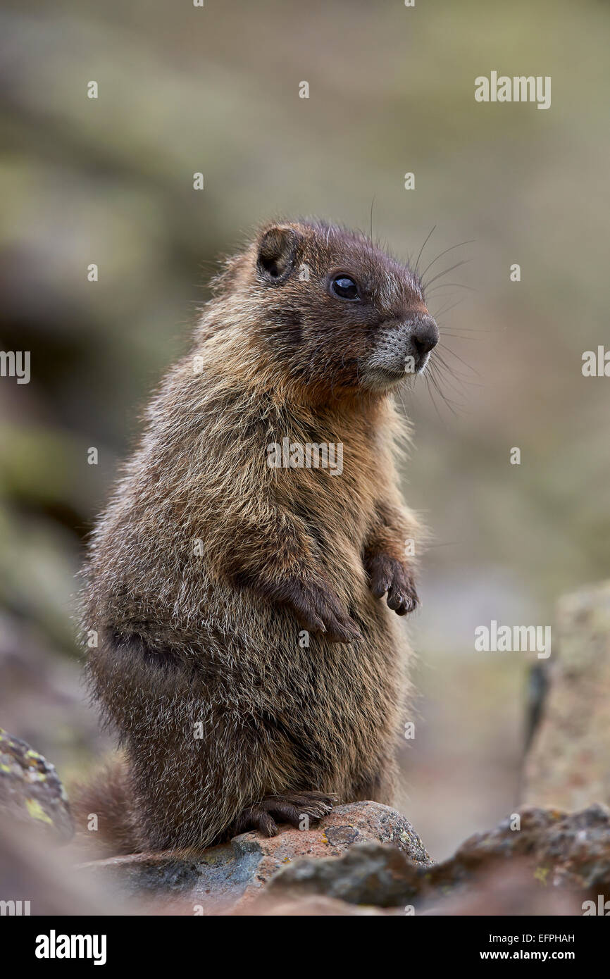 Les jeunes marmottes à ventre jaune (yellowbelly) Marmotte (Marmota flaviventris) Prairie-dogging, San Juan National Forest, Colorado, USA Banque D'Images