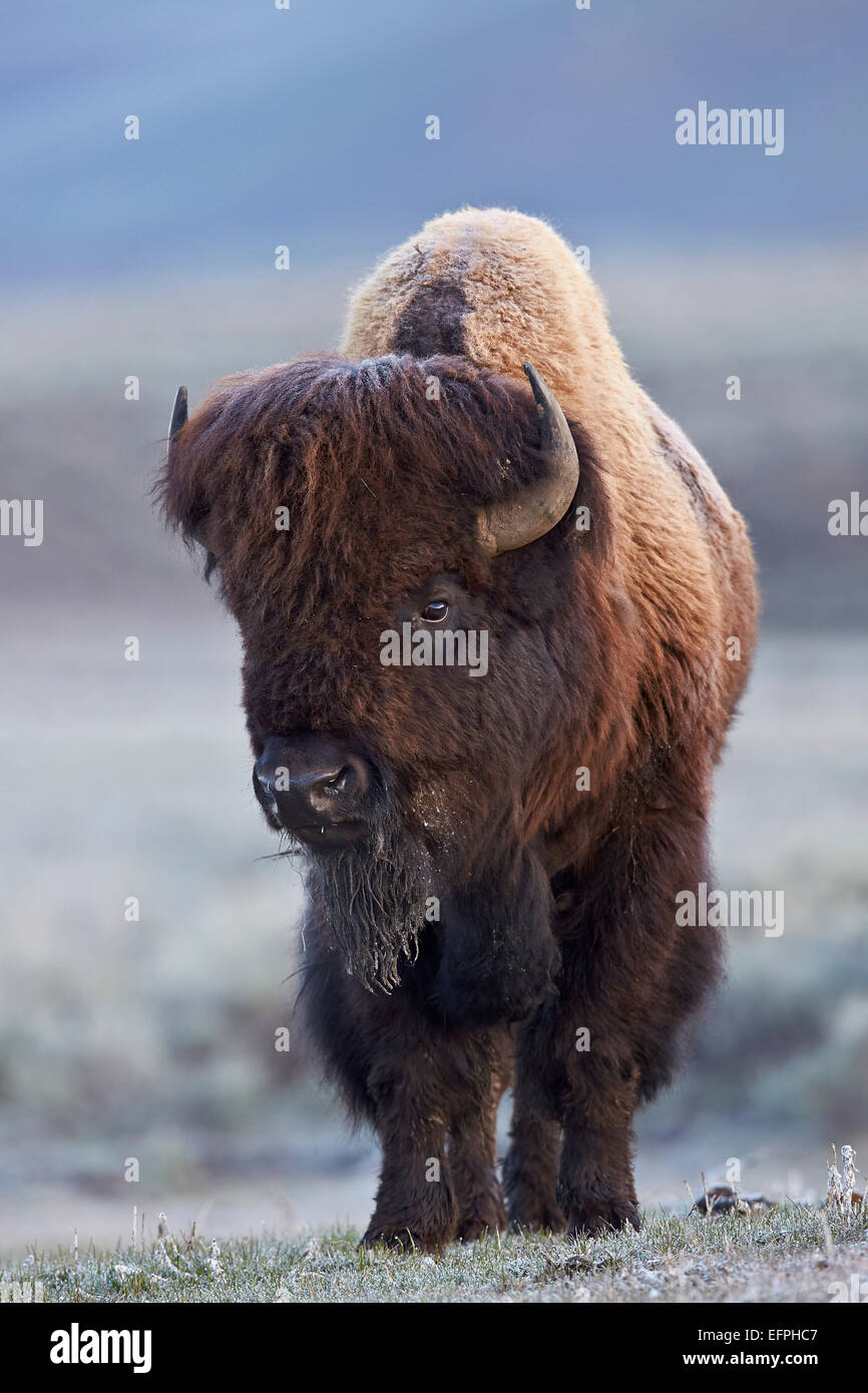 Bison (Bison bison) bull au printemps, le Parc National de Yellowstone, UNESCO World Heritage Site, Wyoming, United States of America Banque D'Images