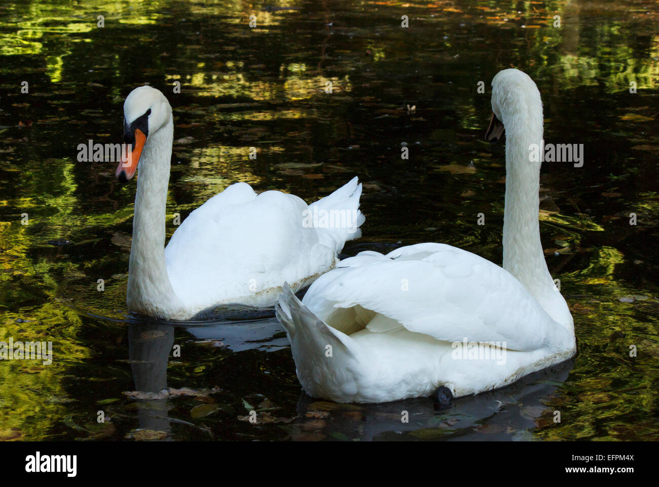 Deux cygnes blancs flottant dans un étang Banque D'Images