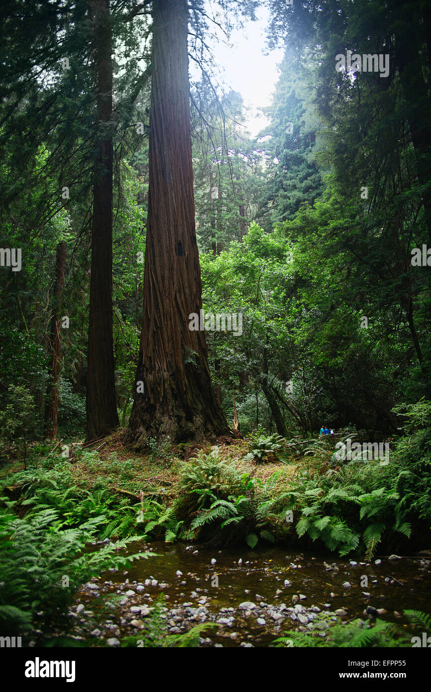 Forêt et rivière dans la lumière du soleil, Mill Valley, comté de Marin, en Californie, USA Banque D'Images