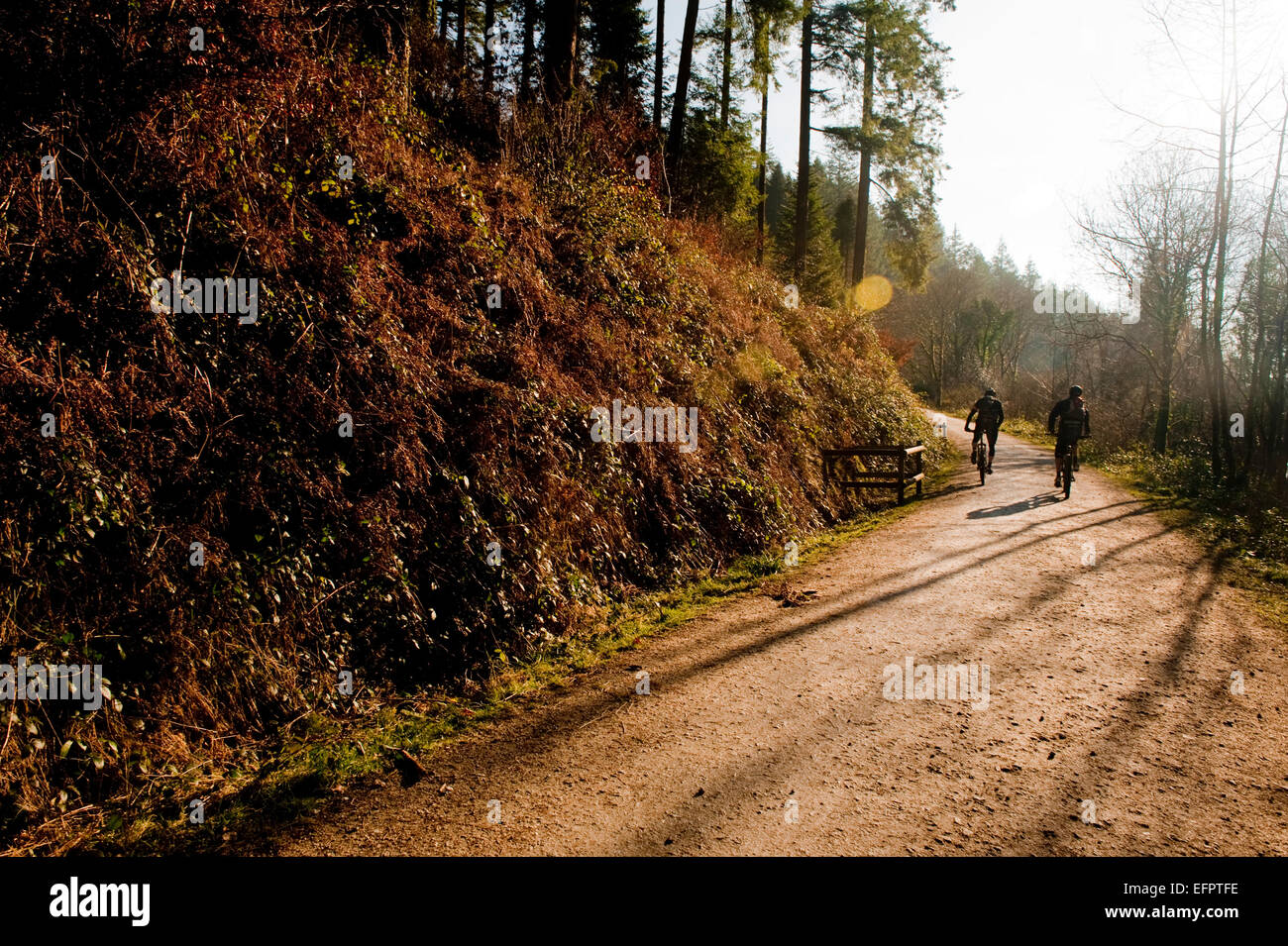 Les vététistes Cardinham woods très populaire auprès des marcheurs, cyclistes et promeneurs de chiens près de Bodmin, North Cornwall. Banque D'Images