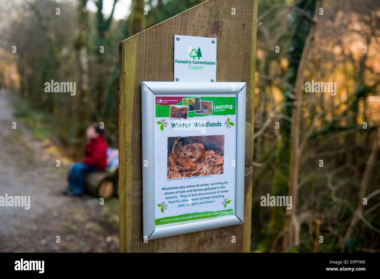Cardinham woods très populaire auprès des marcheurs, cyclistes et promeneurs de chiens près de Bodmin, North Cornwall. Banque D'Images