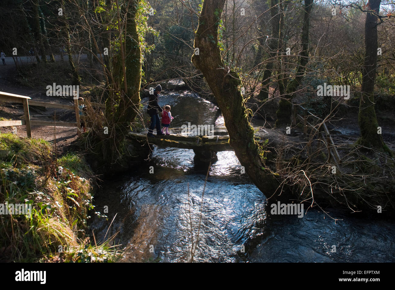 Balade à travers le pont de granit Cardinham woods très populaire auprès des marcheurs, cyclistes et promeneurs de chiens près de Bodmin, North Cornwall. Banque D'Images