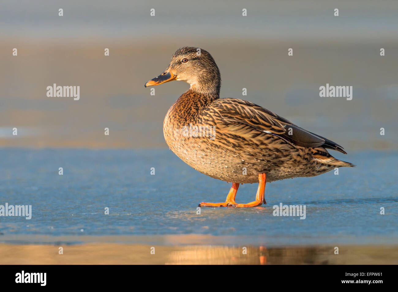 Le Canard colvert (Anas platyrhynchos), femme, lac gelé, au milieu de la Réserve de biosphère de l'Elbe, Saxe-Anhalt, Allemagne Banque D'Images