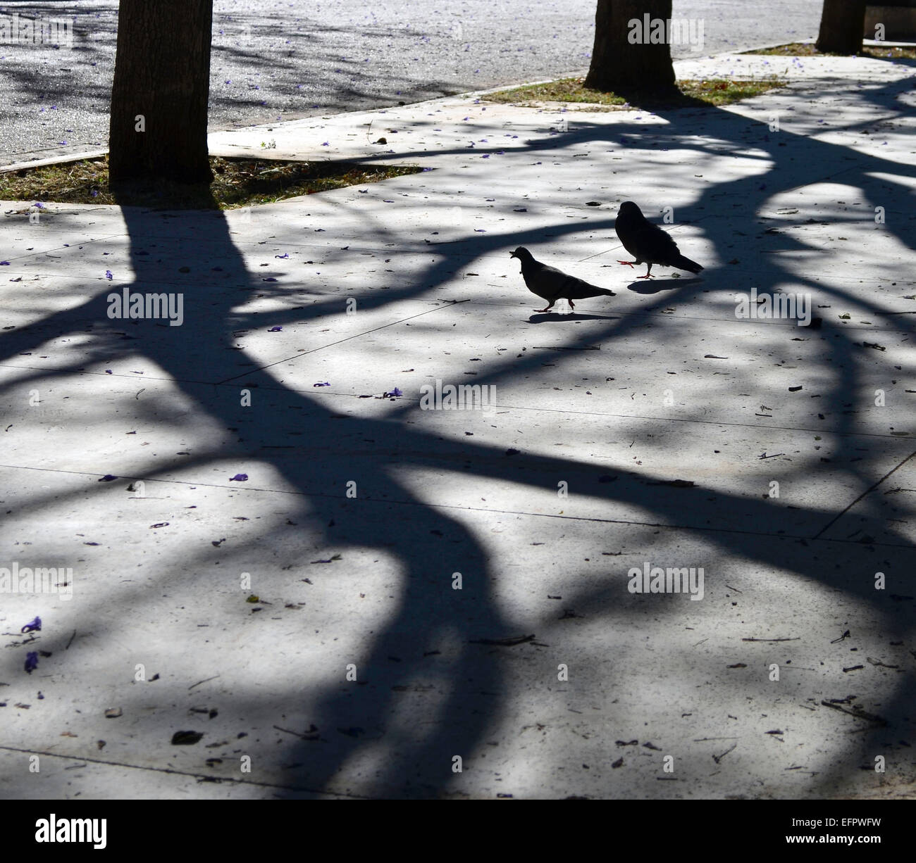Deux pigeons flirtent chaque autres sur sol en béton avec des ombres d'arbres Banque D'Images