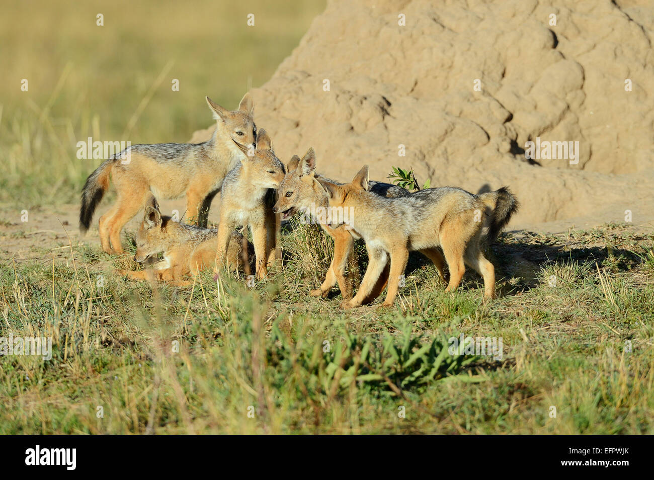 Chacal à dos noir (Canis mesomelas), chiots, jouer en face de leur tanière sous une termitière, Masai Mara, Kenya Banque D'Images